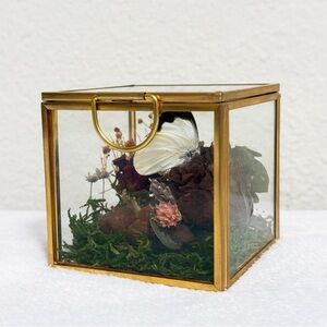 Taxidermy Butterfly and Rose Glass Display Small Box Gift Strange Oddities